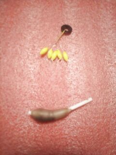 Карасиные расцветки: приманки везде одни и те же, беру под местную воду