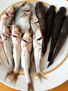 Крючки и пасти: от #2 к #1, а для горбыля и 10-й слим на отводной с маракуйей