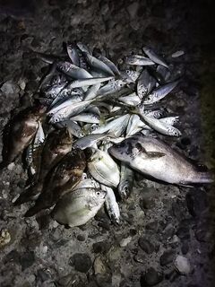 Когда стая уходит: бомбарда с мелкой головкой возвращает ставриду в кадр