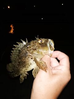 Смена тактик по ходу выхода: от поводковых оснасток к бомбардам на силикон