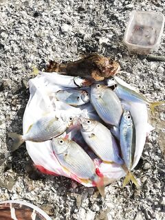 Утренняя маховая с креветкой и рачком: стабильный улов у Сергея