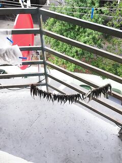 Часть трофеев на гостей: отправляю рыбу близким и друзьям