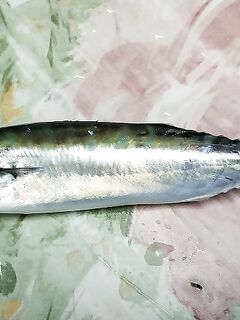 ПилАмида или пеламида: уточняю вид по фото, похожий хвост и корпус