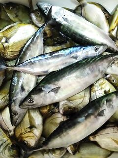 Пара контрастов: ласкирь на уса и пеламида с троллинга с утра