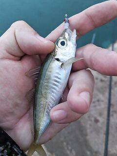 Судак на набережной под дождём: бомбарда 8 г, TICT 0.9 и три ставридки до 7:00