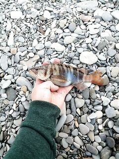 Первый опыт: вечер впустую, а утром почин — ерш, ставридка и окунь на 2 г