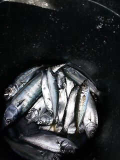 Сотера, лодка: дневной выход отмечен — место и курс по ветру подобраны