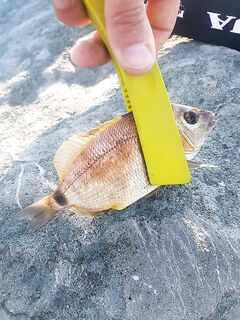 Имеретинский яхт-клуб: булер + маракуйя — бычок; дальше раздача ласкиря на камнях