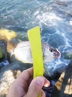 Волно-рез и карась бастует: булер RB 3 г + маракуйя решили вопрос