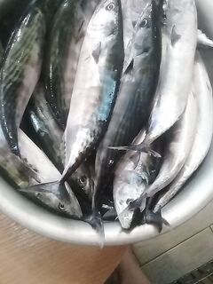 Фотоотчёт приложен: снасть и уловы на кадрах