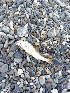 Шторм и мутная вода: со «светлячка» пара барабулек и ерш с ласкирем до волны