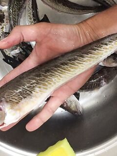 Косы в море: дракончик хорошо клюёт — сосед выходит целенаправленно