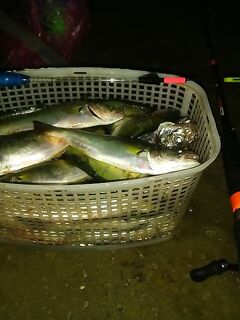 ЮБК, остывшая вода: восстановился клев, переключился со «шнурков» на луфаря