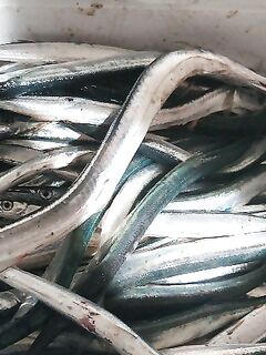 Черноморское и «шпор»: сарган с сыном на пилькеры — клевали с переменным успехом