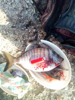 Хоста, причал: каракозы на водоросли — по 600–700 г у береговой снасти