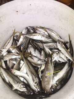 Опознание улова: что за рыбка на фото — подсказка нужна