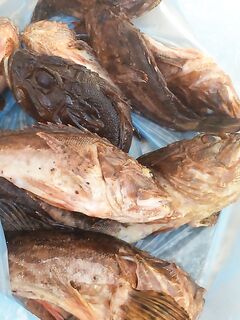 Ерши в основном, горбыль — цель по случаю, копчение «сковородочных» по настроению