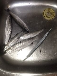 Закрытие сезона: трудовая рыбалка на ветру, но новый спиннинг обрыбил