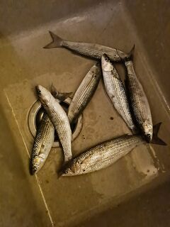 Вечерний косяк до темноты: с сыном успели за 20 минут набрать улов