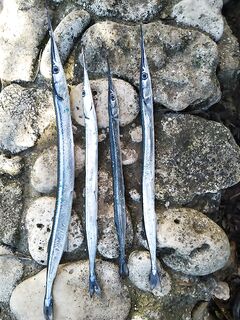 Скалы и юго-западный 4 м/с: сарган редкий, чай горячий, счёт 4:0 в мою пользу