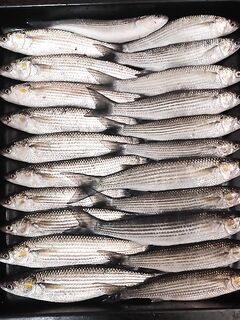 Имеретинка, граница и вечерний темп: рыбалка за пару часов по кромке волнореза