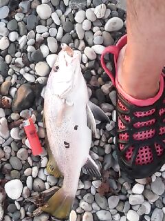 Сейчас только спин: рокфишинг летом и безмотылка зимой, плюс Isome как добавка