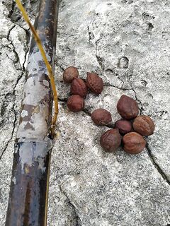 После шторма берег в орехах и бамбуке: свалы завалило