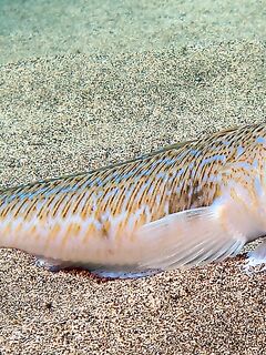 Предупреждение по морскому дракончику: лучше перечитать памятку с фото