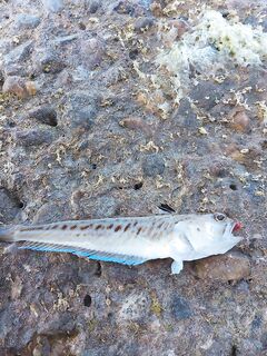 Страх перед дракончиком ночью: ловлю на отводной и всегда проверяю рыбу у ног