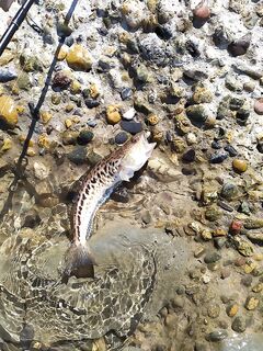 Морская рыбалка на Чёрном море: что по ночным выходам и по ветру на свале?