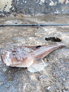 Звездочёт с шипами: за жаберными крышками сюрпризы — осторожно руками