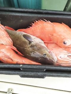 Размер приманки под ерша: не великоват ли выбор для текущей активности?