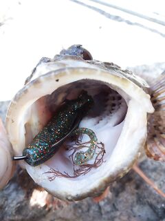 «Жадная и голодная» рыба: клюёт всё, что влезает, вот бы размеры как у вас