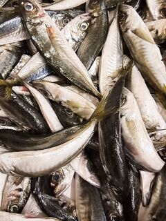 Сухой посол ставриды: соль и щепотка сахара — сутки в холоде и можно есть