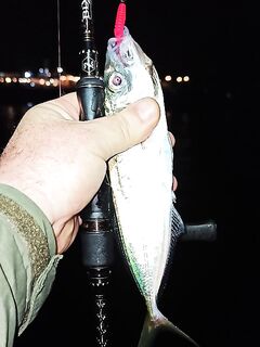 Крупная рыба отошла: остаются редкие единичные — мелкой хватает всем