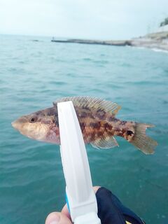 Утро без окна: зелёнушка донимала, комплект обкатал — вечер попробую