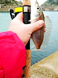 Пикер против фидера: компактность, вершинки и ближняя дистанция у берега