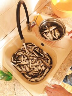 Сын и ставрида: силикон молчал, самодур стабильно собирал косяк