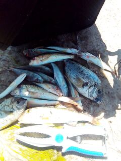 День — разнорыбица, ночь — ставрида: тиролька и бомбарда выручили