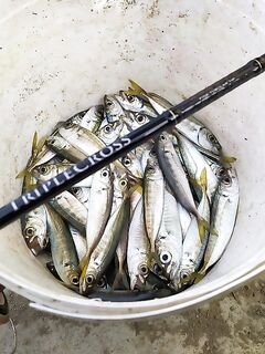 Утро по ставридке: размер мелкий, но клевала бодро на первой бровке