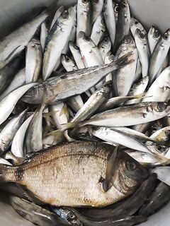 Южная Озереевка, 12–20 м и вода 12.5: открыли сезон с лодки уверенно