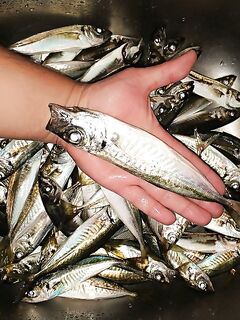 Севастополь, майские: активная ставрида в бухте и разнорыбица на рейде