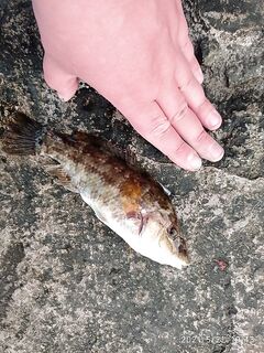 Первый отклик под волнорезом: морской червь и рука как сигнализатор