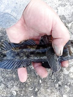 Бычара порадовал: уверенная поклёвка и короткий бой в камнях