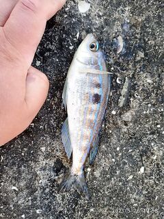 Смарида в 20:00 на поплавок: две штуки и червь закончился