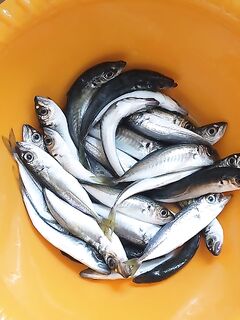 Мысхако вечером: немного ставриды на пляже, без упора