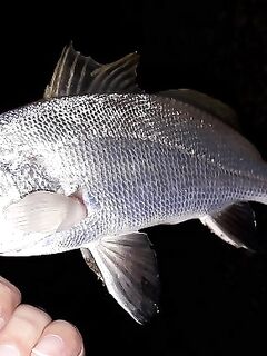 Дивноморское: лучше не с бун, а «кубы» слева или правее у устья