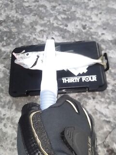 После непогоды фонарь забыл: уговаривал рыбу, 15 штук за три часа