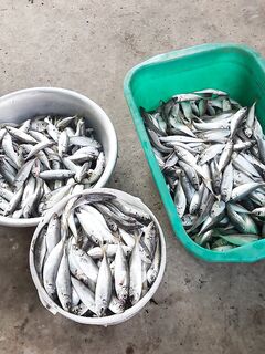 Новороссийск с лодки: с 6 до 13 — очень результативно