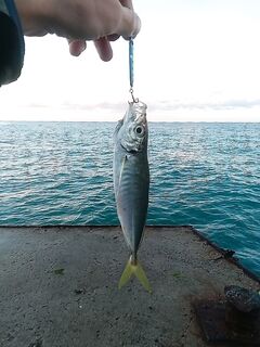 Ставриду собрал под пеной и мусором: 12 г пилькер, разные горизонты, около трёх кило